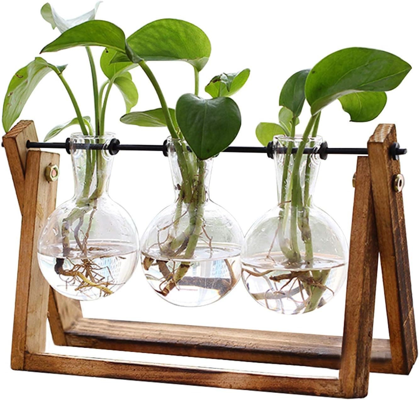 Plant Terrarium